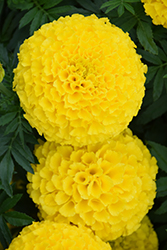 Taishan Yellow Marigold (Tagetes erecta 'Taishan Yellow') at Lakeshore Garden Centres