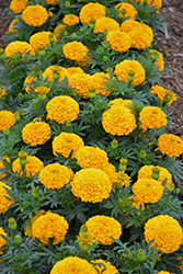 Proud Mari Gold Marigold (Tagetes erecta 'Proud Mari Gold') at A Very Successful Garden Center