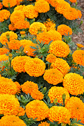 Proud Mari Orange Marigold (Tagetes erecta 'Proud Mari Orange') at Lakeshore Garden Centres