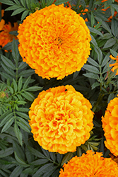 Proud Mari Orange Marigold (Tagetes erecta 'Proud Mari Orange') at A Very Successful Garden Center
