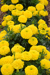 Proud Mari Yellow Marigold (Tagetes erecta 'Proud Mari Yellow') at A Very Successful Garden Center