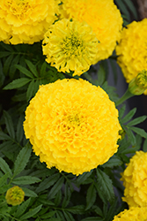 Proud Mari Yellow Marigold (Tagetes erecta 'Proud Mari Yellow') at Lakeshore Garden Centres