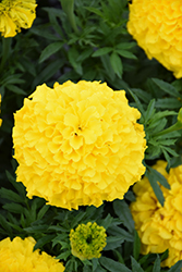 Antigua Yellow Marigold (Tagetes erecta 'Antigua Yellow') at A Very Successful Garden Center