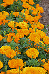 Inca II Orange Marigold (Tagetes erecta 'Inca II Orange') at A Very Successful Garden Center