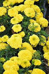 Inca II Yellow Marigold (Tagetes erecta 'Inca II Yellow') at A Very Successful Garden Center