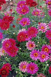 Percussion Maracas Red Marguerite Daisy (Argyranthemum 'Percussion Maracas Red') at A Very Successful Garden Center
