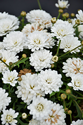 Percussion Maracas White Marguerite Daisy (Argyranthemum 'Percussion Maracas White') at A Very Successful Garden Center
