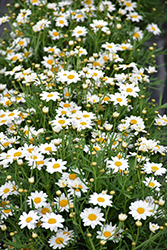 Percussion Perfect White Marguerite Daisy (Argyranthemum 'Percussion Perfect White') at A Very Successful Garden Center