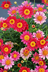 Percussion Scarlet Marguerite Daisy (Argyranthemum 'Percussion Scarlet') at A Very Successful Garden Center