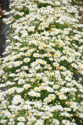 Percussion White Marguerite Daisy (Argyranthemum 'Percussion White') at A Very Successful Garden Center