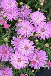 Aramis Double Pink Marguerite Daisy (Argyranthemum frutescens 'Aramis Double Pink') at A Very Successful Garden Center