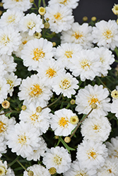 Aramis Double White Marguerite Daisy (Argyranthemum frutescens 'Aramis Double White') at Lakeshore Garden Centres