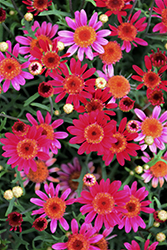 Aramis Velvet Red Marguerite Daisy (Argyranthemum frutescens 'Aramis Velvet Red') at Lakeshore Garden Centres
