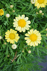 Aramis Yellow Marguerite Daisy (Argyranthemum frutescens 'Aramis Yellow') at A Very Successful Garden Center
