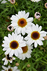 Grandaisy White Daisy (Argyranthemum 'Grandaisy White') at A Very Successful Garden Center