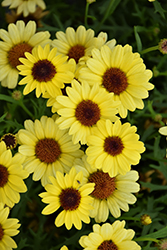 Grandaisy Yellow Daisy (Argyranthemum 'Grandaisy Yellow') at Lakeshore Garden Centres