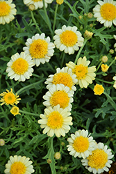 Sassy Double Yellow (Argyranthemum frutescens 'Sassy Double Yellow') at A Very Successful Garden Center