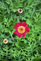 Sassy Red (Argyranthemum frutescens 'Sassy Red') at Lakeshore Garden Centres