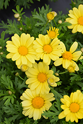 Beauty Yellow Marguerite Daisy (Argyranthemum frutescens 'Beauty Yellow') at A Very Successful Garden Center