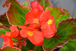 Tophat Scarlet Begonia (Begonia 'Tophat Scarlet') at A Very Successful Garden Center