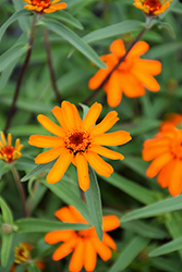 Star Orange Zinnia (Zinnia angustifolia 'Star Orange') at A Very Successful Garden Center