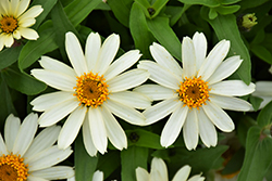 Zahara White Zinnia (Zinnia 'Zahara White') at A Very Successful Garden Center
