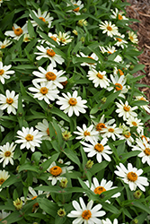 Zahara White Zinnia (Zinnia 'Zahara White') at A Very Successful Garden Center