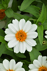 Zahara XL White Zinnia (Zinnia 'Zahara XL White') at A Very Successful Garden Center