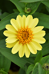Zahara XL Yellow Zinnia (Zinnia 'Zahara XL Yellow') at A Very Successful Garden Center