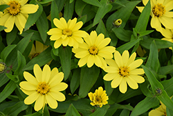 Zahara Yellow Zinnia (Zinnia 'Zahara Yellow') at A Very Successful Garden Center