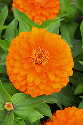 Magellan Orange Zinnia (Zinnia 'Magellan Orange') at A Very Successful Garden Center