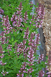 Poquito Lavender Hyssop (Agastache 'TNAGAPL') at Lakeshore Garden Centres