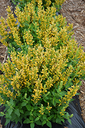 Poquito Butter Yellow Hyssop (Agastache 'TNGAPBY') at A Very Successful Garden Center