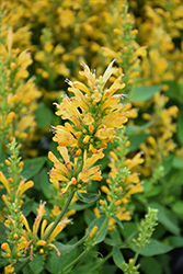 Poquito Butter Yellow Hyssop (Agastache 'TNGAPBY') at Lakeshore Garden Centres