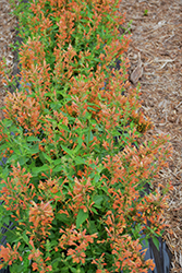 Poquito Orange Hyssop (Agastache 'TNAGAPO') at A Very Successful Garden Center