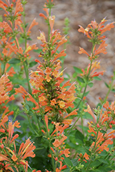Poquito Orange Hyssop (Agastache 'TNAGAPO') at A Very Successful Garden Center