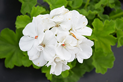 Calliope Medium White Geranium (Pelargonium 'Calliope Medium White') at A Very Successful Garden Center