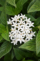 BeeBright White Star Flower (Pentas lanceolata 'BeeBright White') at A Very Successful Garden Center
