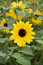 Sunfinity Yellow Dark Center Sunflower (Helianthus 'Sunfinity Yellow Dark Center') at A Very Successful Garden Center