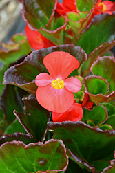 Tophat Scarlet Begonia (Begonia 'Tophat Scarlet') at A Very Successful Garden Center