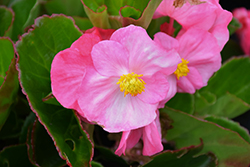 Tophat Pink Begonia (Begonia 'Tophat Pink') at A Very Successful Garden Center