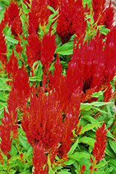 Bright Sparks Scarlet Celosia (Celosia 'Bright Sparks Scarlet') at Lakeshore Garden Centres