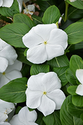 Blockbuster White Vinca (Catharanthus roseus 'Blockbuster White') at A Very Successful Garden Center