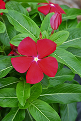 Blockbuster Red with Eye Vinca (Catharanthus roseus 'Blockbuster Red with Eye') at Lakeshore Garden Centres