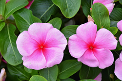 Blockbuster Icy Watermelon Vinca (Catharanthus roseus 'Blockbuster Icy Watermelon') at Lakeshore Garden Centres