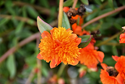 ColorBlast Double Orange Portulaca (Portulaca 'LAZPRT1505') at A Very Successful Garden Center