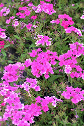 Superbena Pink Shades Verbena (Verbena 'USBENAL20') at Lakeshore Garden Centres