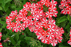 Lanai Compact Red Star Verbena (Verbena 'Lanai Compact Red Star') at Lakeshore Garden Centres
