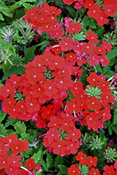 Lanai Compact Scarlet Verbena (Verbena 'Lanai Compact Scarlet') at A Very Successful Garden Center