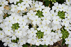 Lanai Compact White Verbena (Verbena 'Lanai Compact White') at A Very Successful Garden Center